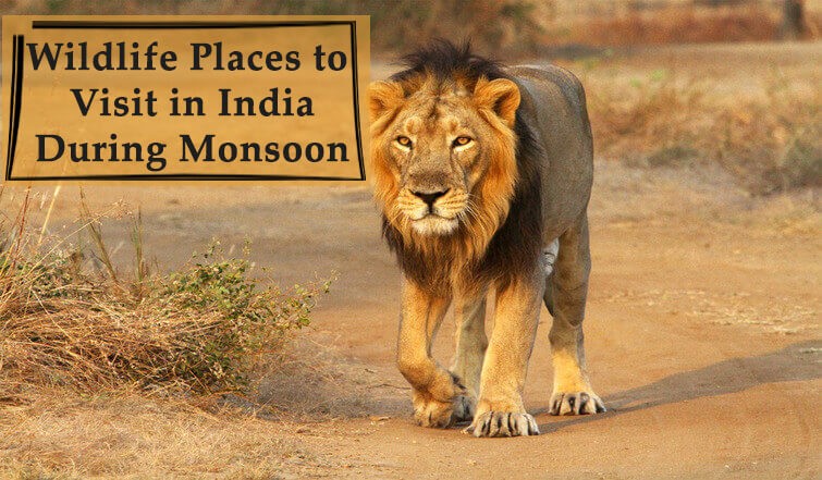Wildlife Sanctuaries in India To Visit in  Monsoon