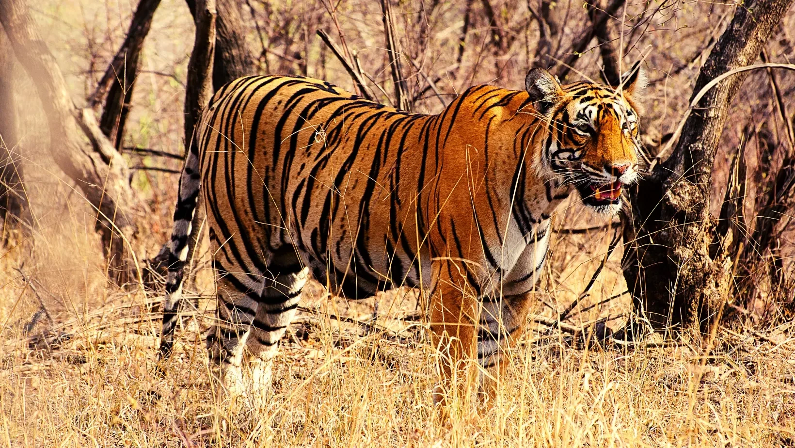 Luxury Golden Triangle With Ranthambore Group Tour